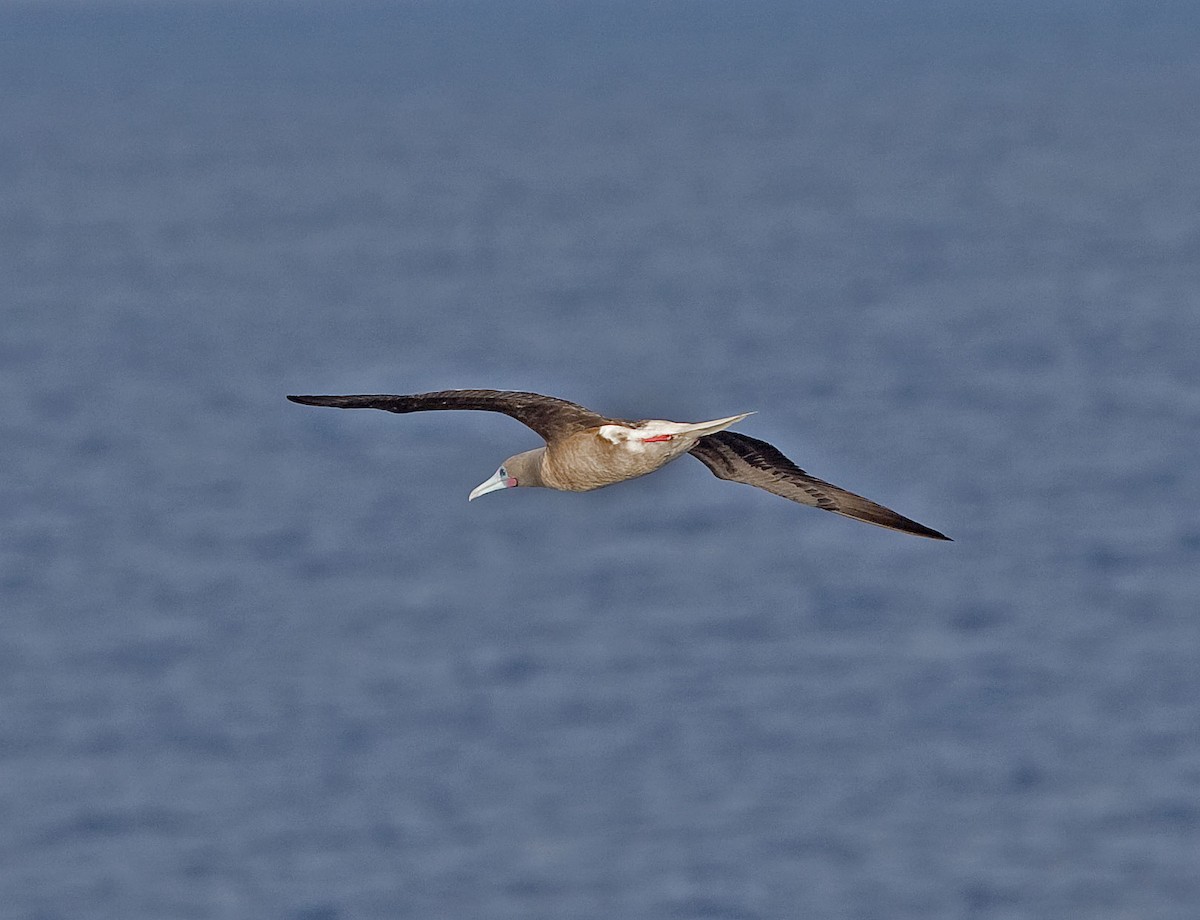Red-footed Booby (Indopacific) - ML616623284