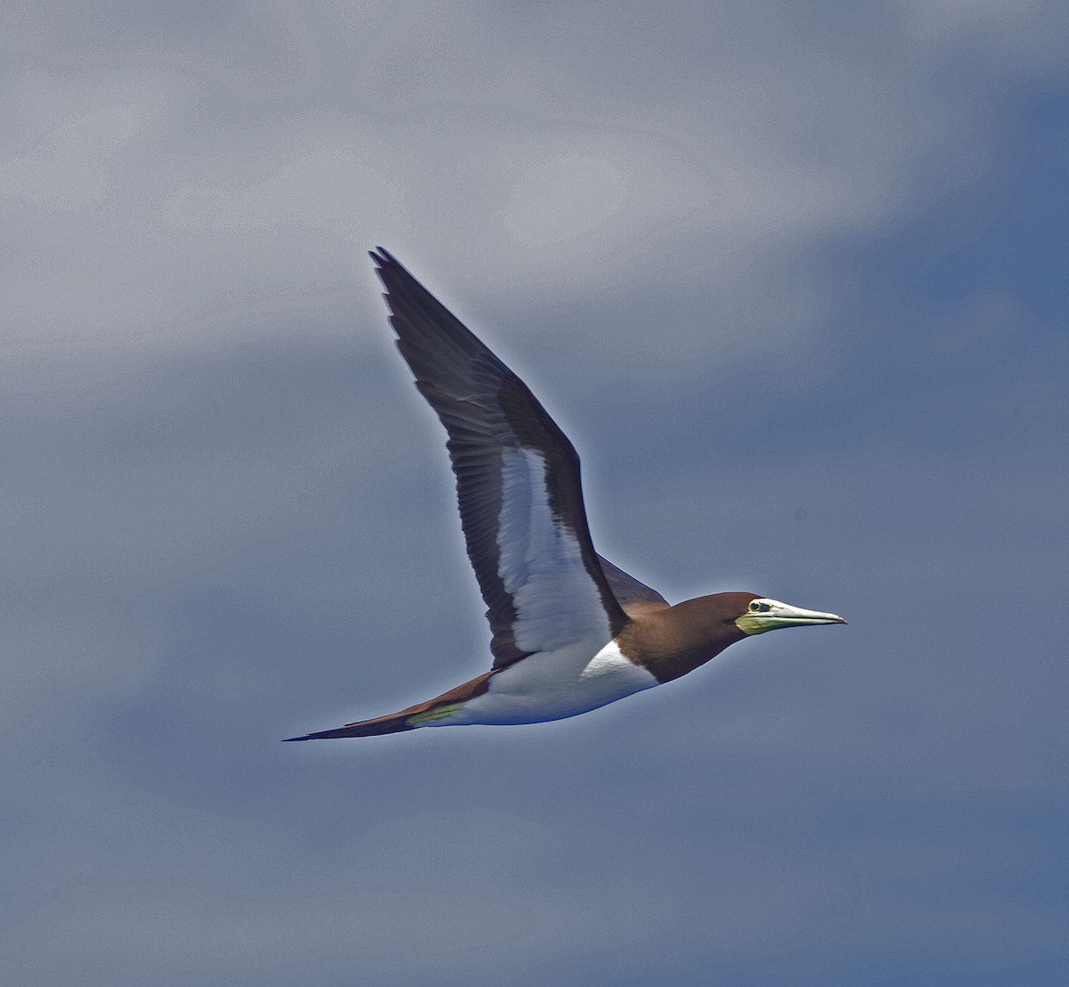 Brown Booby - ML616623291