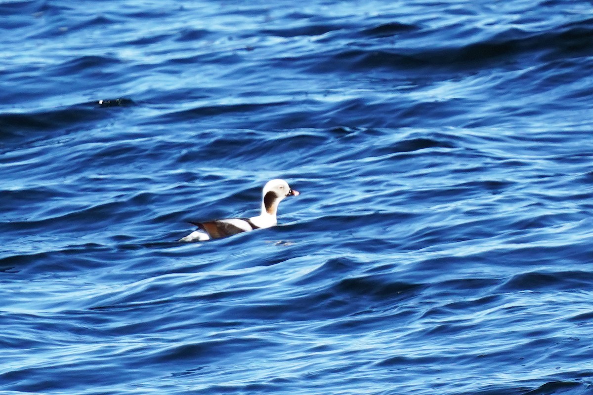Long-tailed Duck - ML616623293