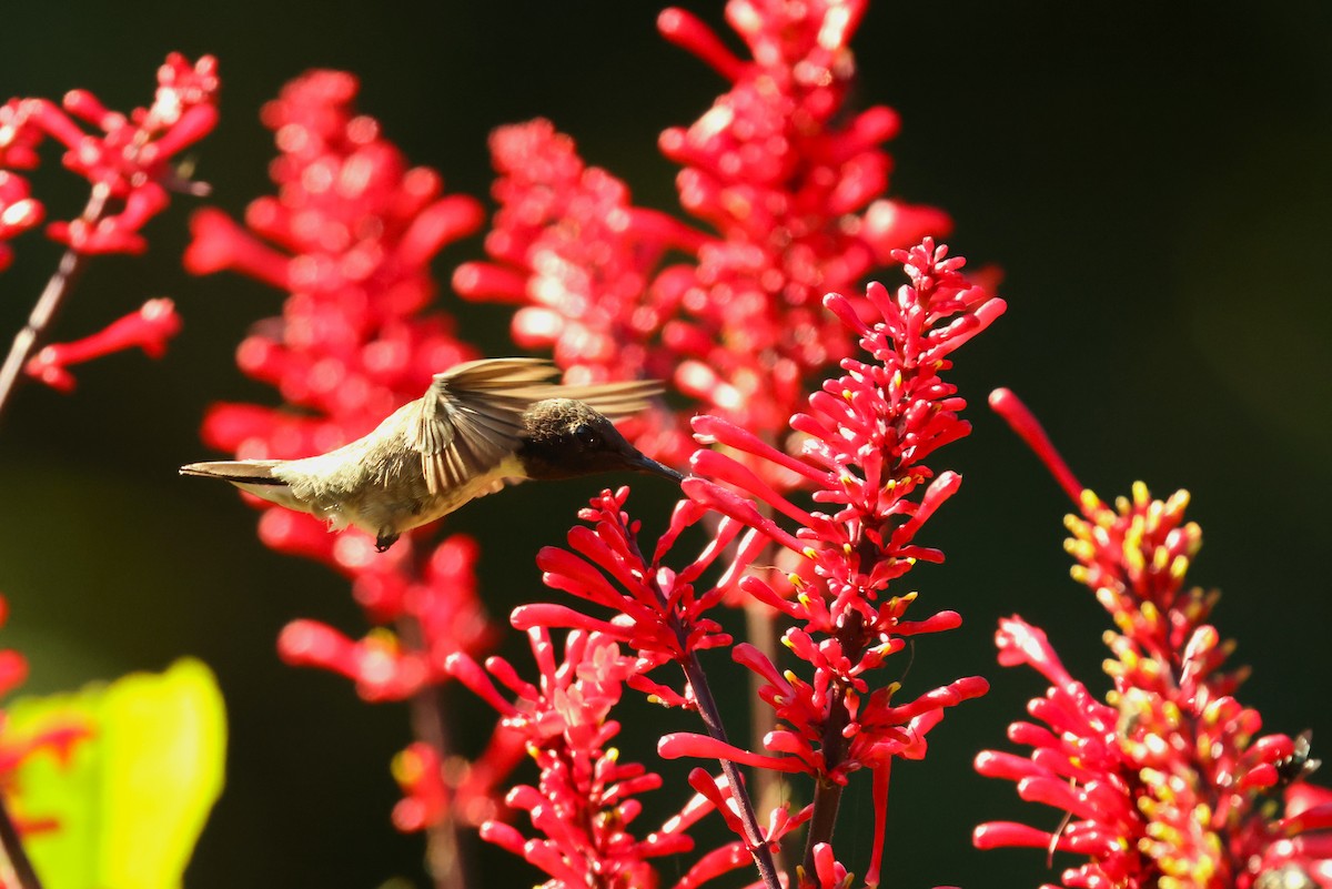 Ruby-throated Hummingbird - Brian Gibbons