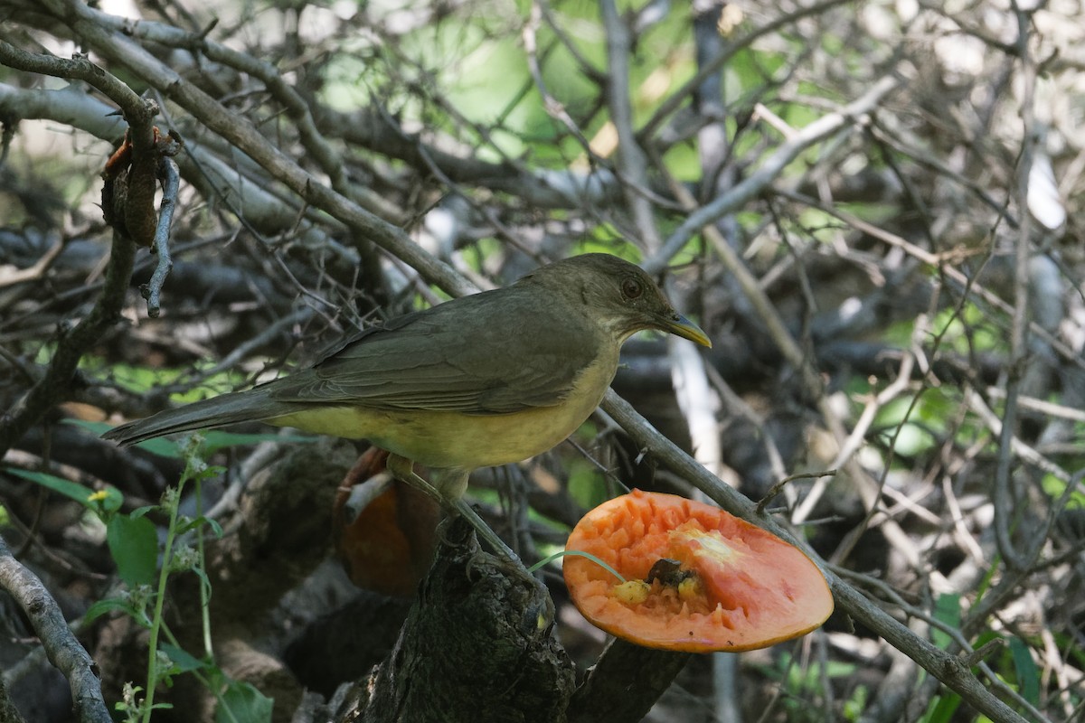 Clay-colored Thrush - Scott Page