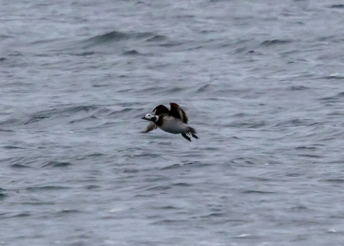 Long-tailed Duck - ML616623465