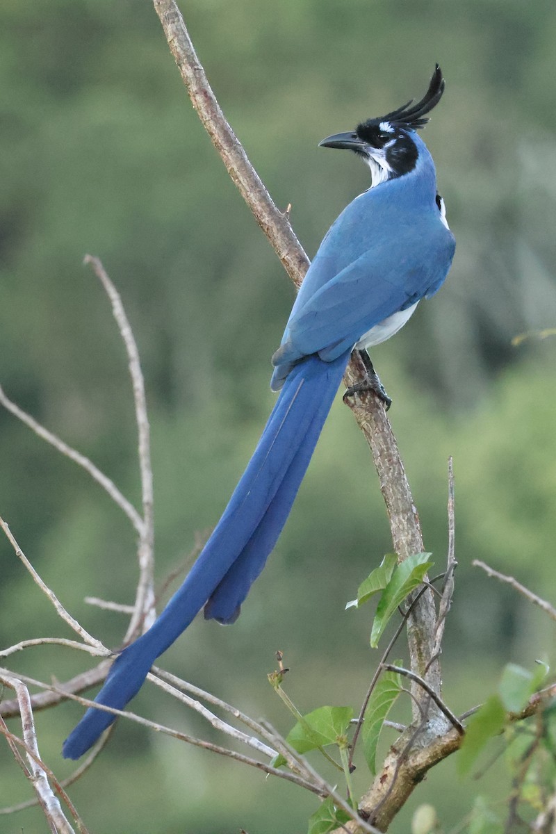 Black-throated Magpie-Jay - Brian Gibbons