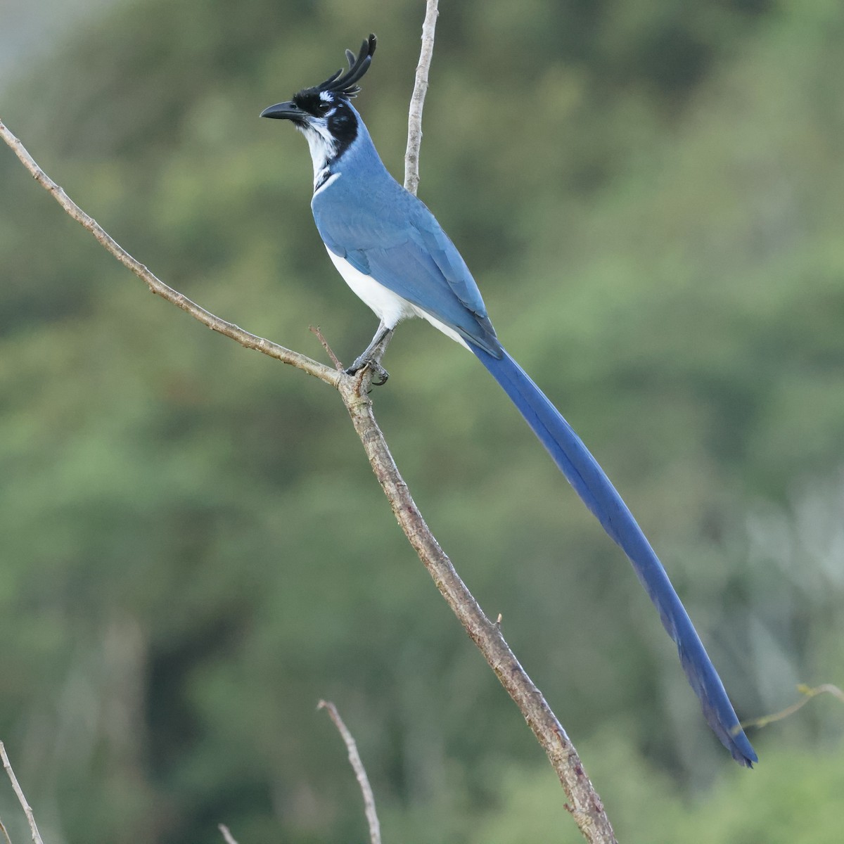 Black-throated Magpie-Jay - ML616623478