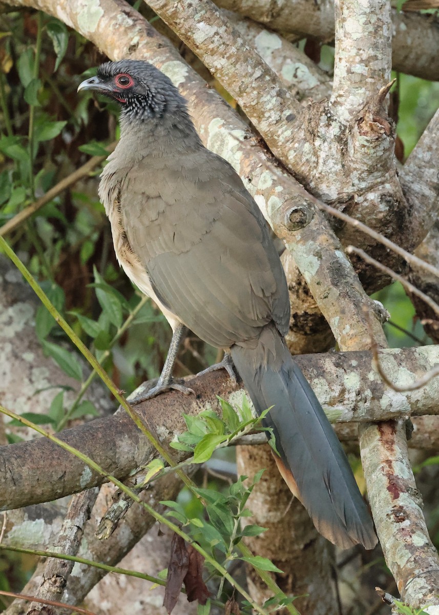 West Mexican Chachalaca - ML616623480