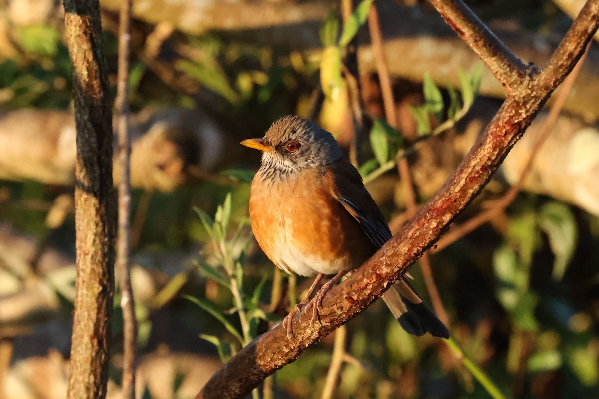 Rufous-backed Robin - Brian Gibbons