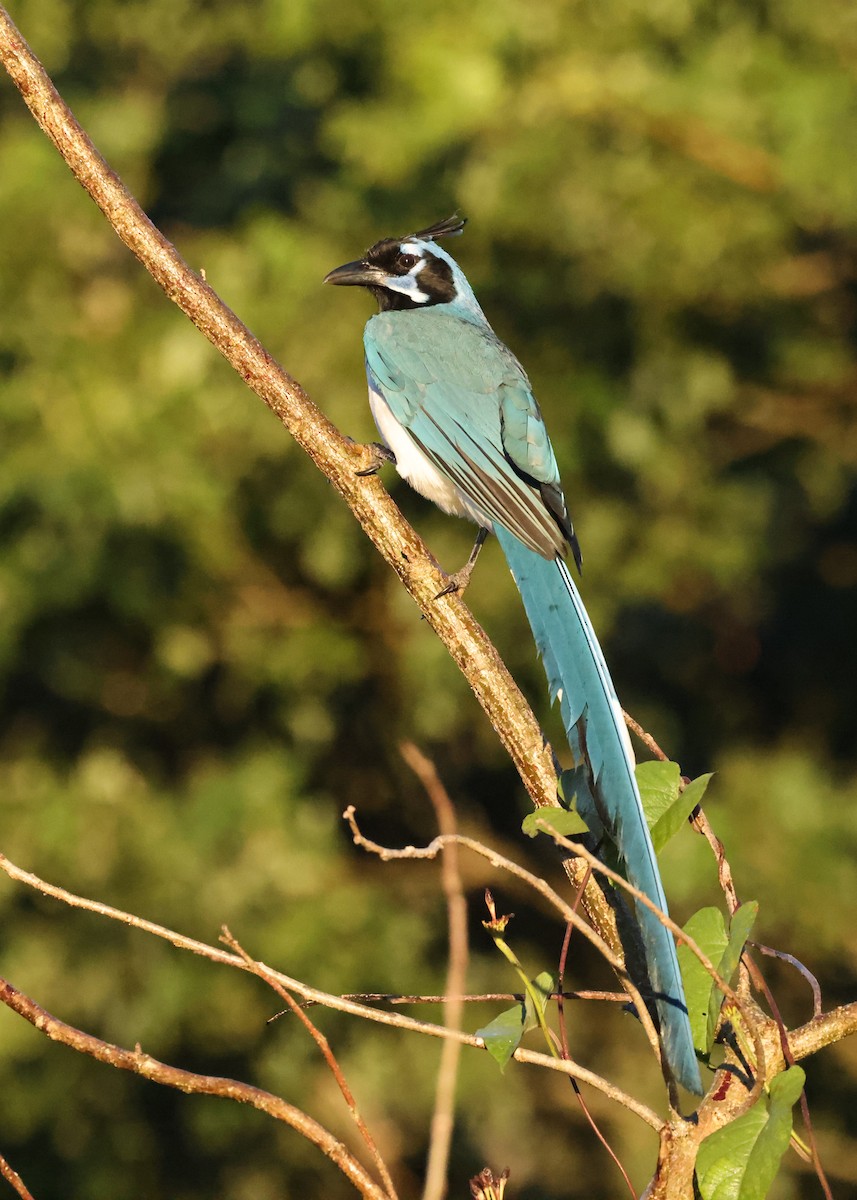 Black-throated Magpie-Jay - ML616623501