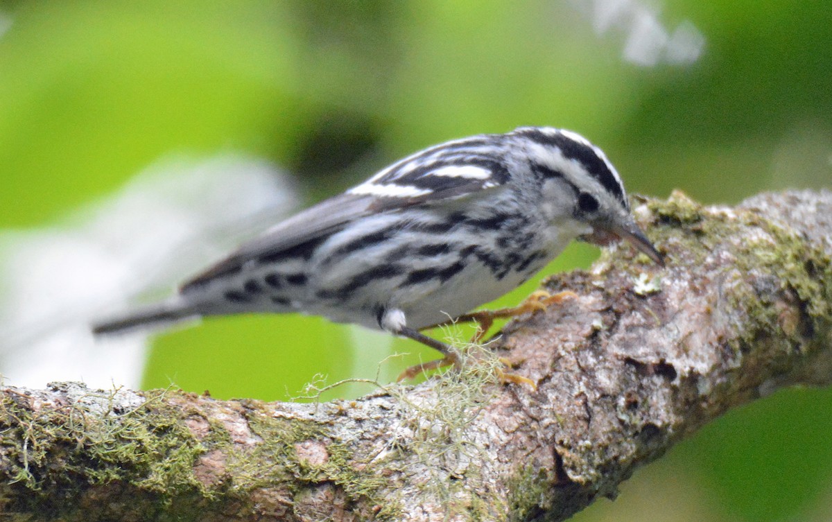 Black-and-white Warbler - ML616623507