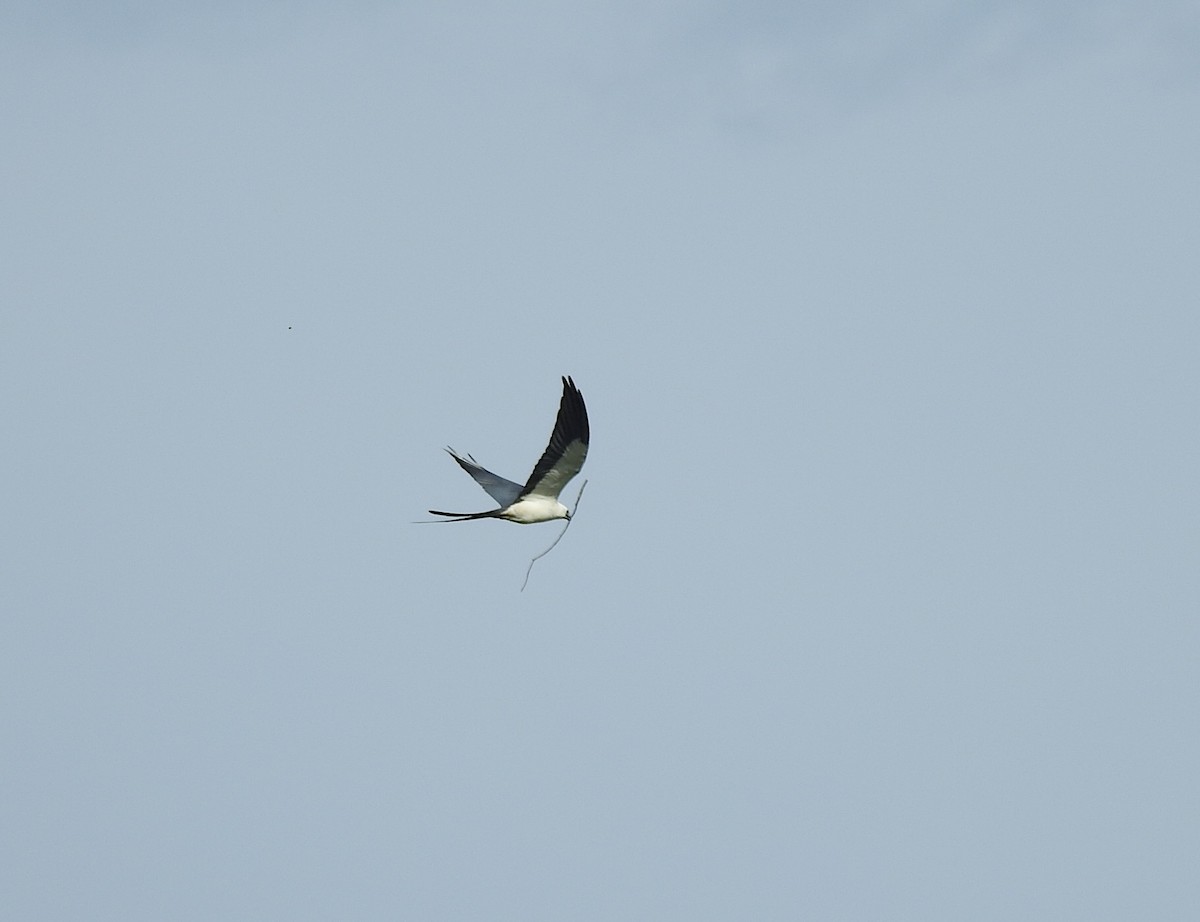Swallow-tailed Kite - ML616623523
