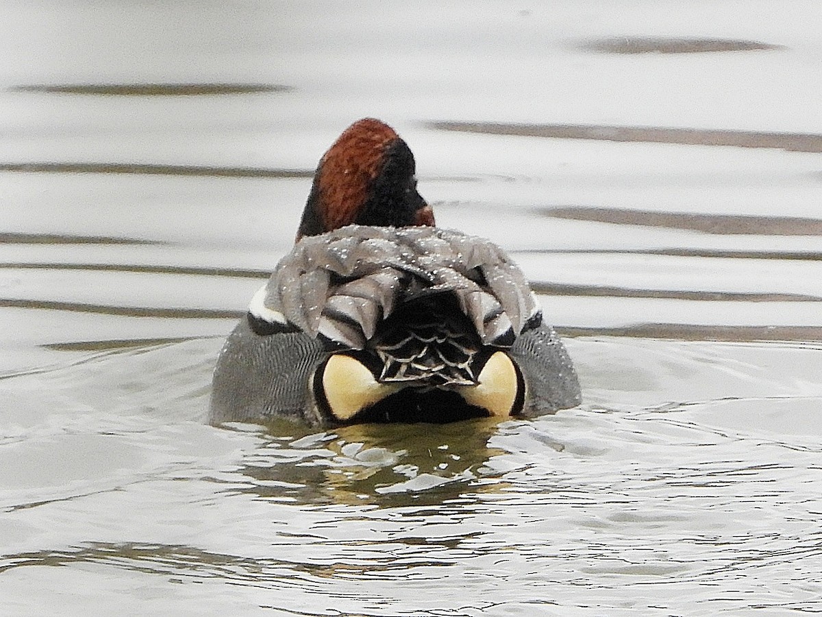 Green-winged Teal - Dave Hatton