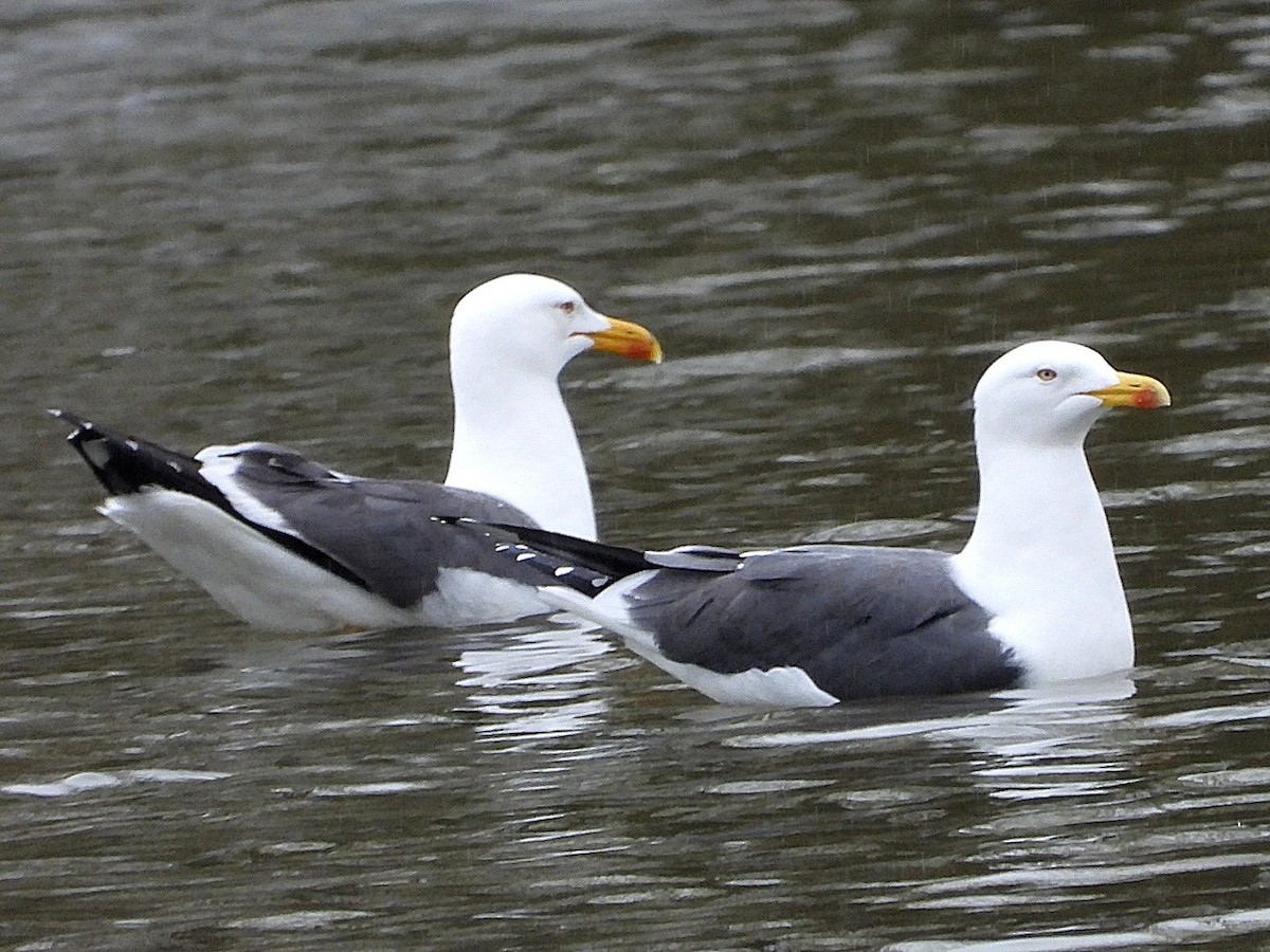 Lesser Black-backed Gull - Dave Hatton
