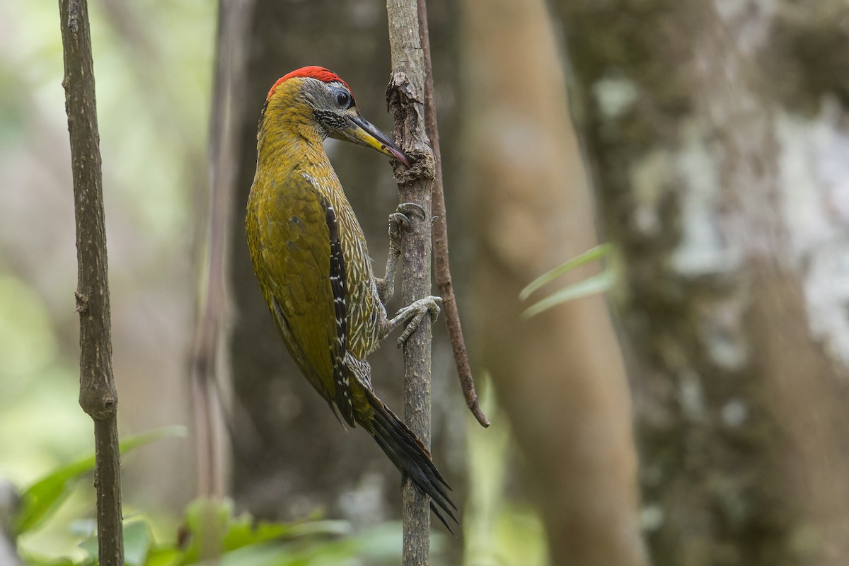 Streak-breasted Woodpecker - Wich’yanan Limparungpatthanakij