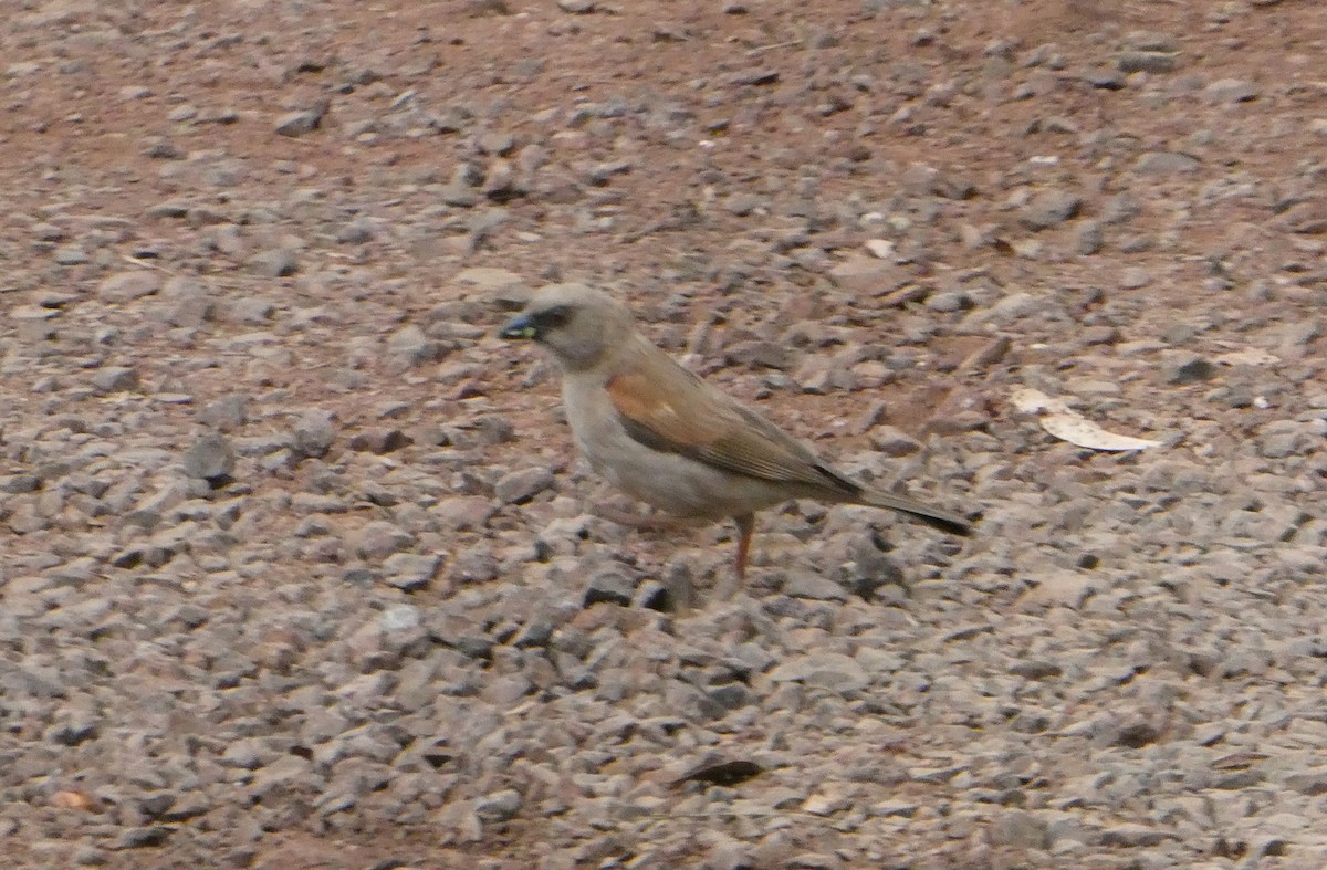 Northern Gray-headed Sparrow - Dieter Ebert