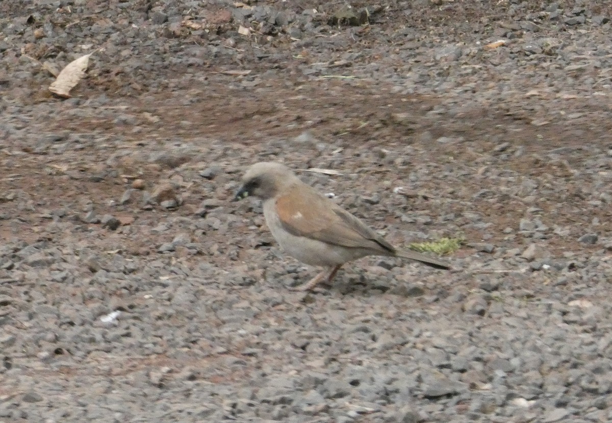 Northern Gray-headed Sparrow - Dieter Ebert