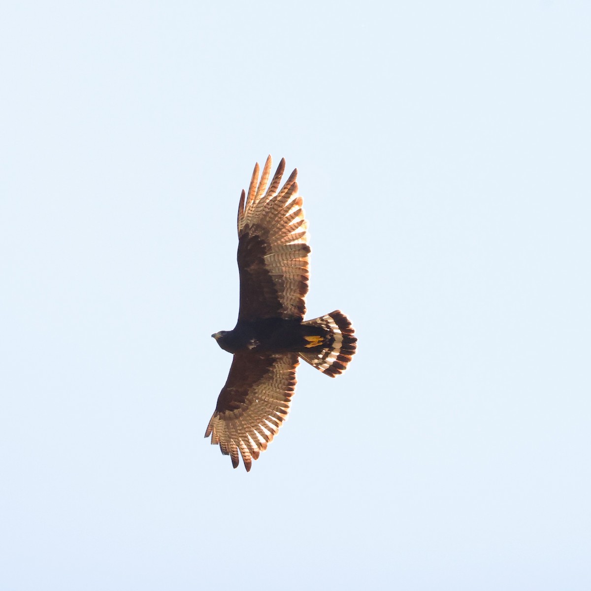 Zone-tailed Hawk - ML616623560