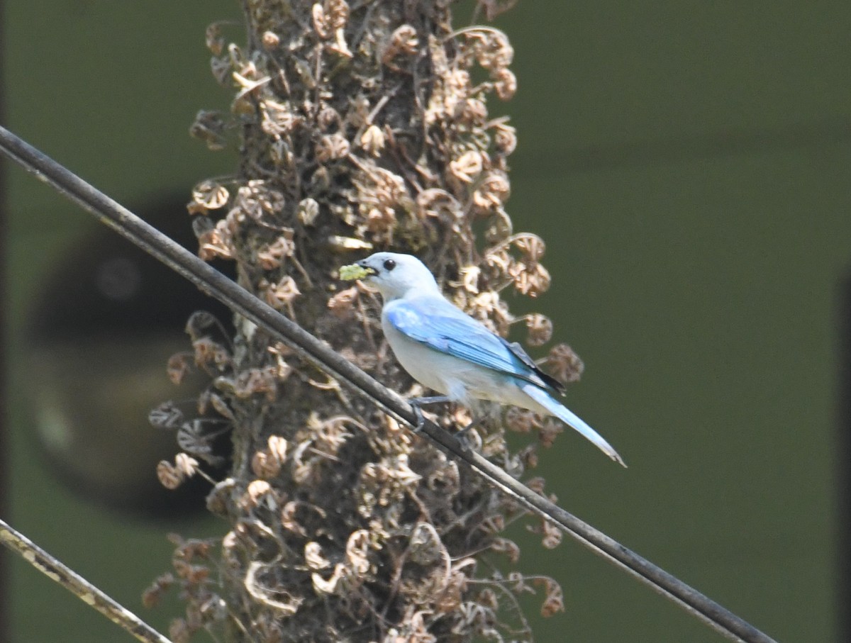 Blue-gray Tanager - ML616623569