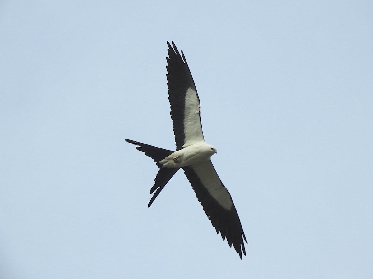Swallow-tailed Kite - ML616623589