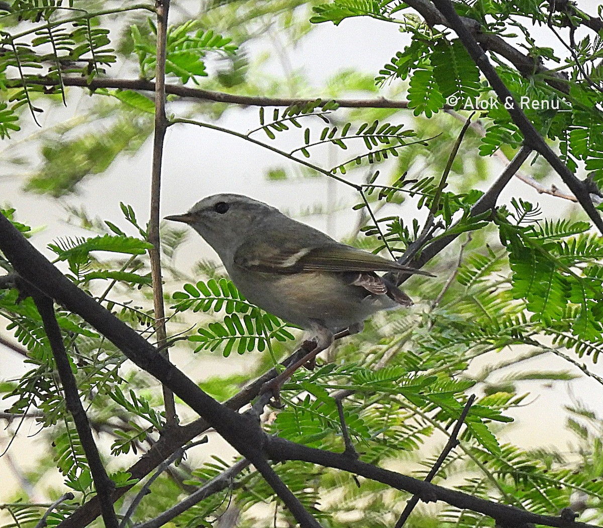 Hume's Warbler - ML616623691