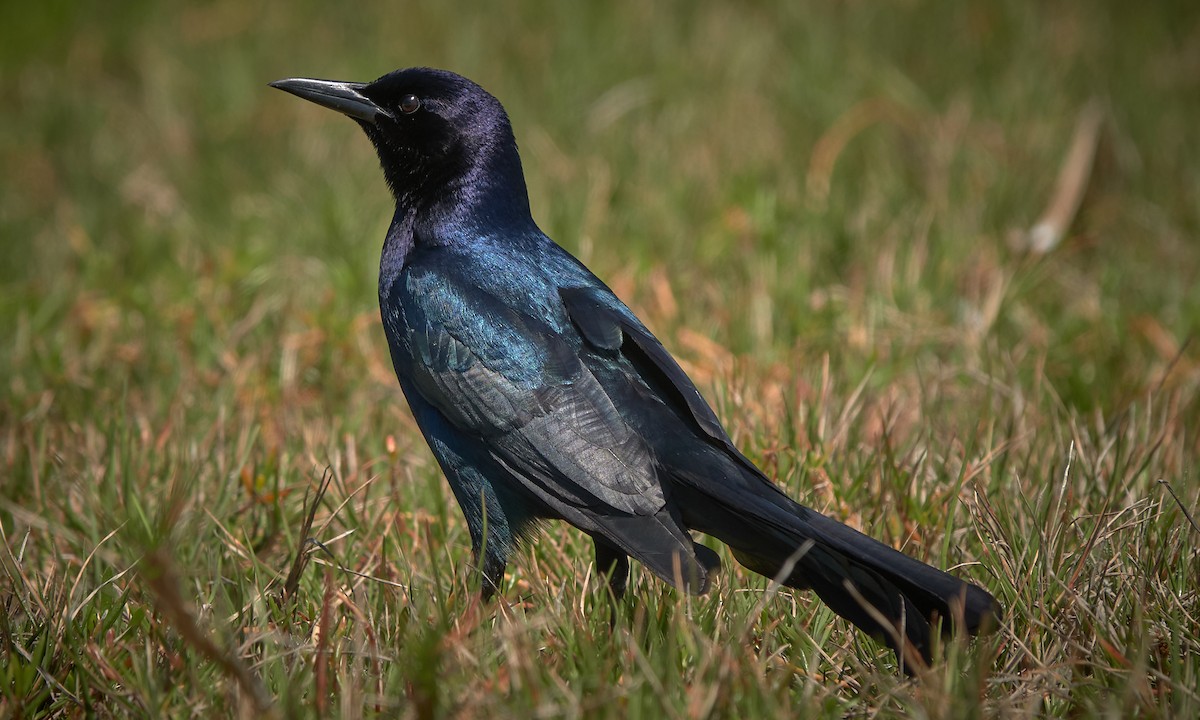 Boat-tailed Grackle - Stephen Mann
