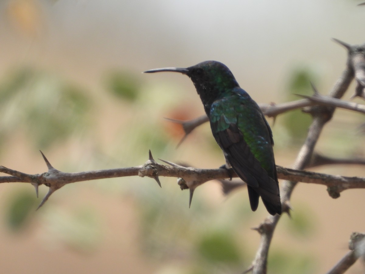 Shining-green Hummingbird - Jose Fernando Sanchez O.