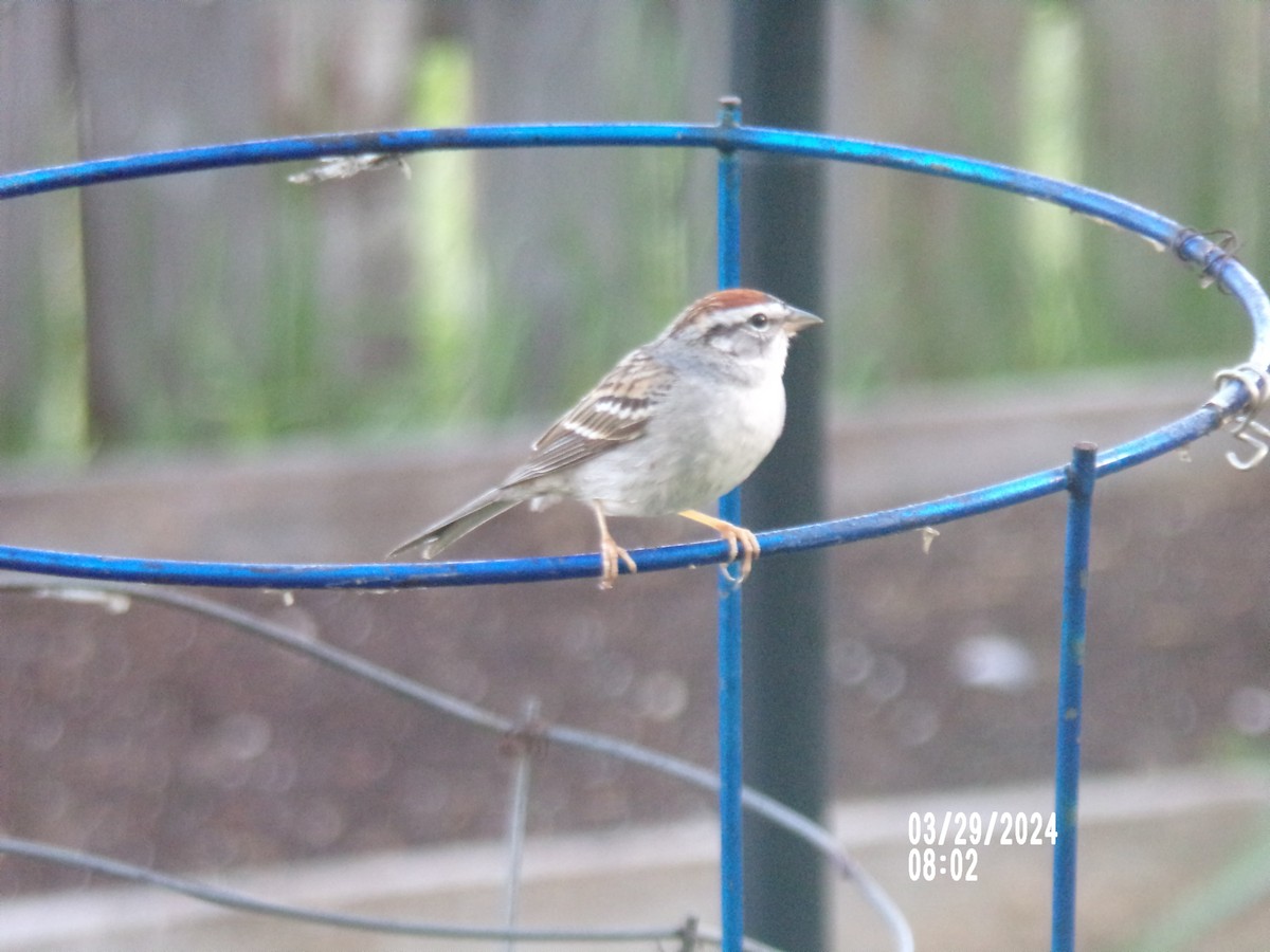 Chipping Sparrow - ML616623851