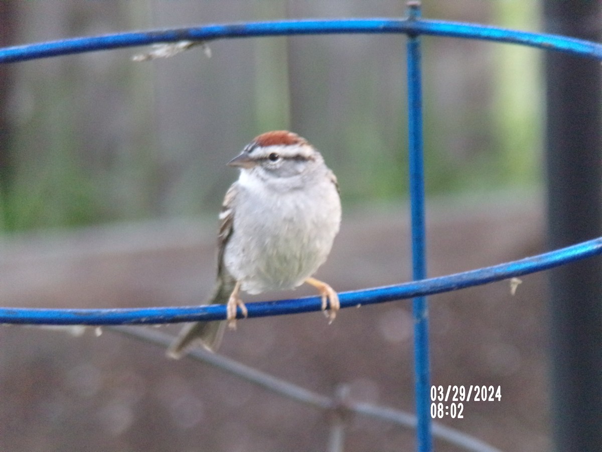 Chipping Sparrow - Texas Bird Family