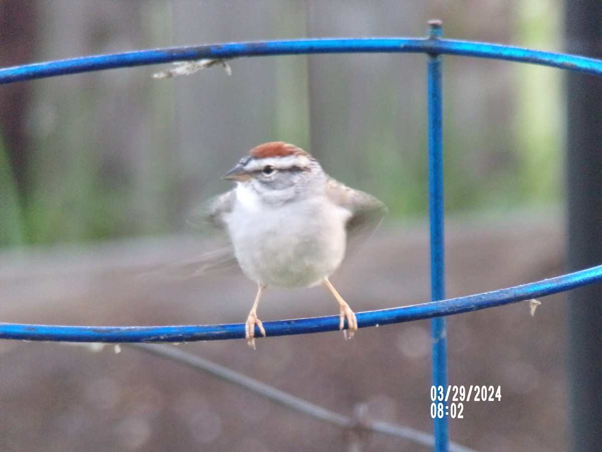 Chipping Sparrow - Texas Bird Family
