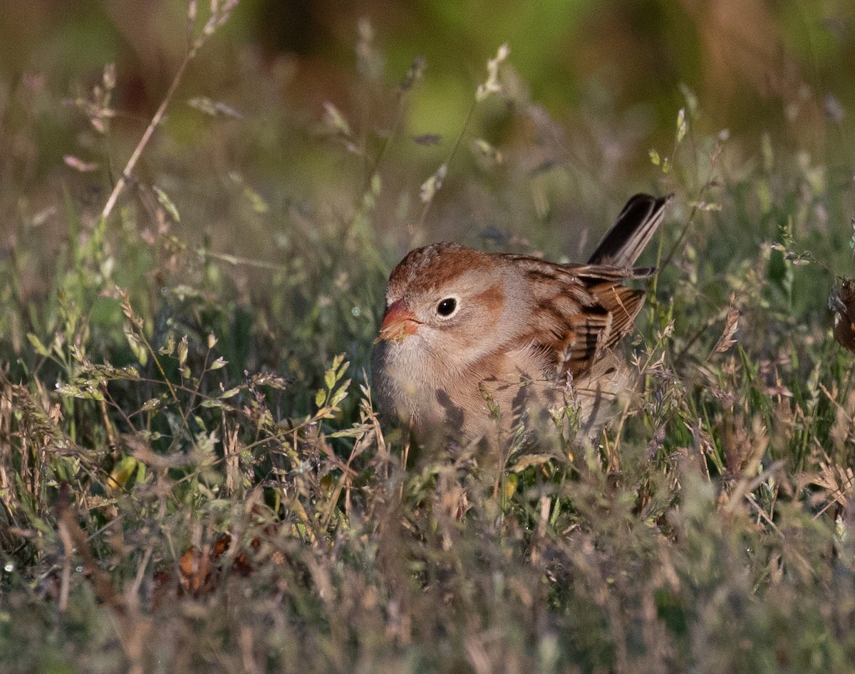 Field Sparrow - Jack Bruce