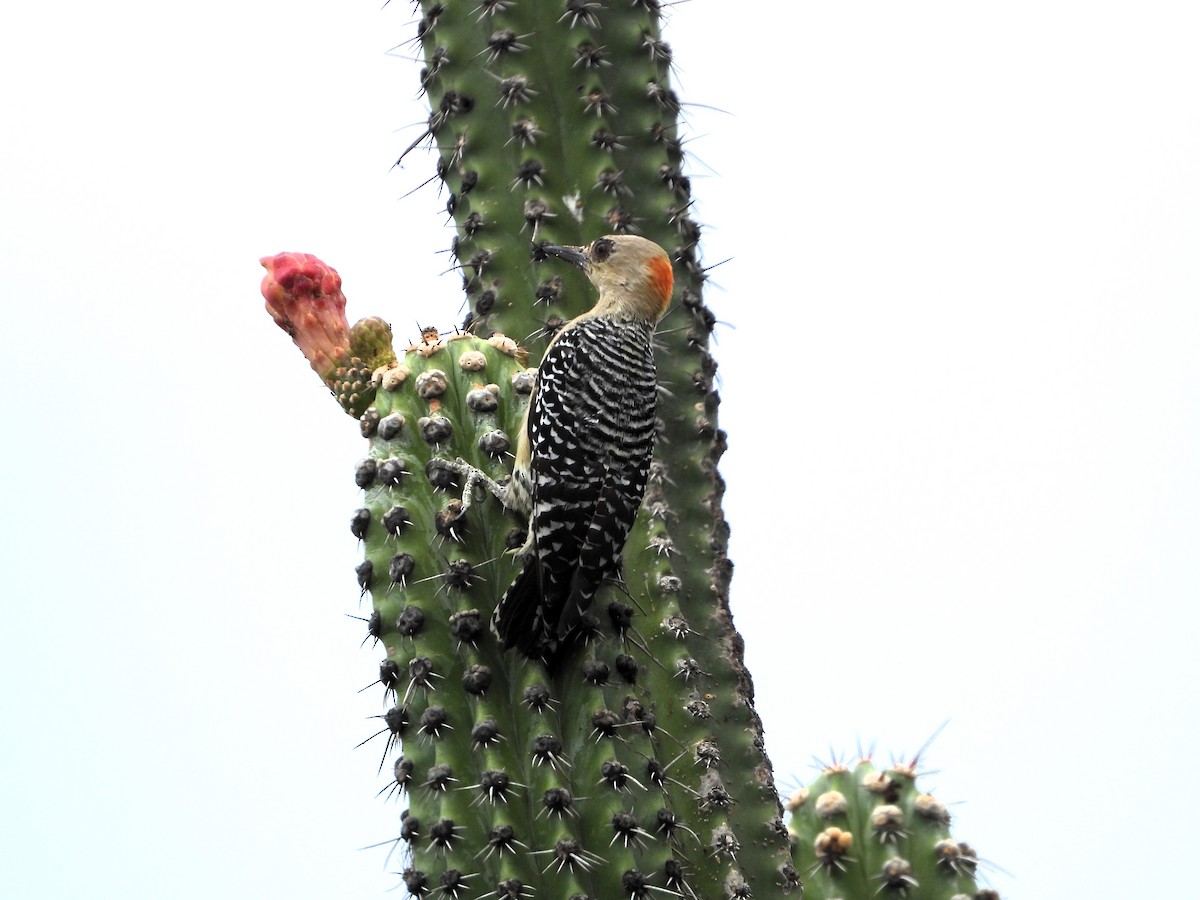 Red-crowned Woodpecker - Jose Fernando Sanchez O.