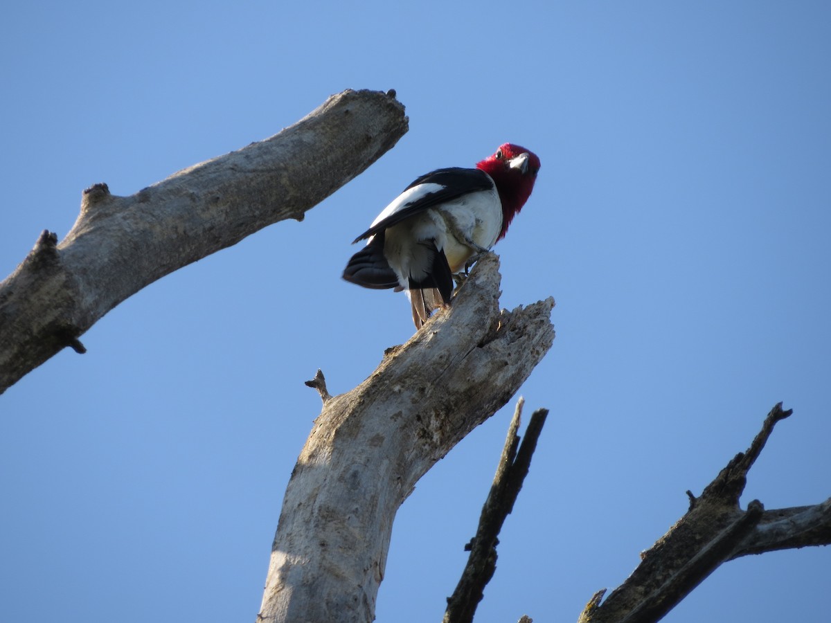 Red-headed Woodpecker - ML61662401