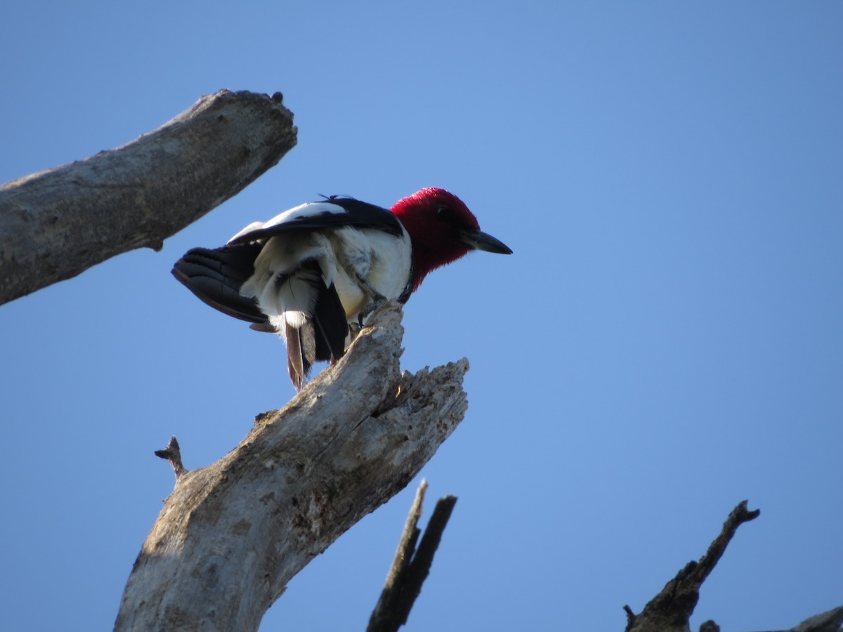 Red-headed Woodpecker - ML61662411