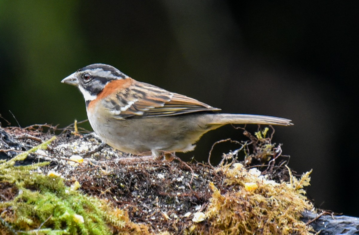 Rufous-collared Sparrow (Rufous-collared) - ML616624291