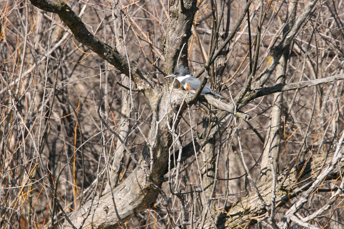 Belted Kingfisher - ML616624439