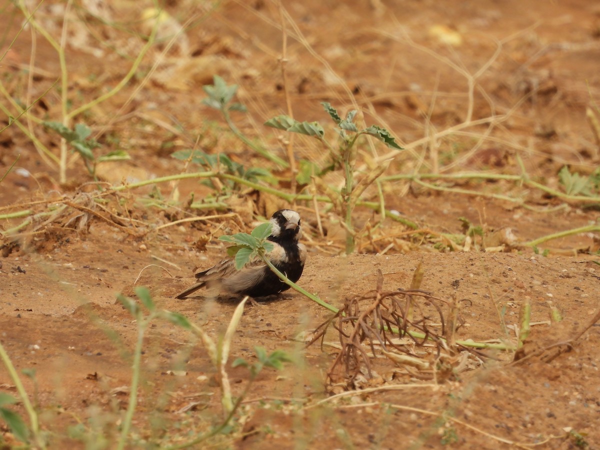 Black-crowned Sparrow-Lark - ML616624520