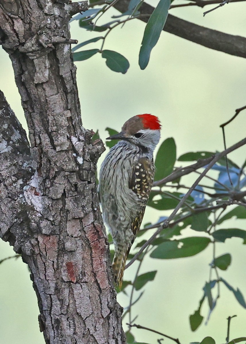 Cardinal Woodpecker - ML616624529