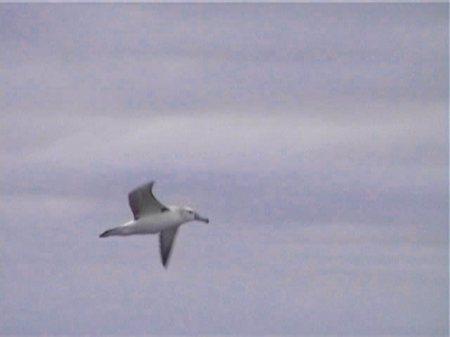 Albatros à cape blanche - ML616624585