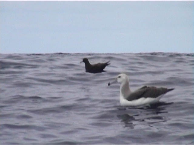 Белошапочный альбатрос - ML616624586