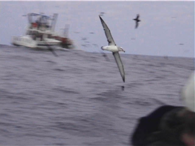 Albatros à cape blanche - ML616624587
