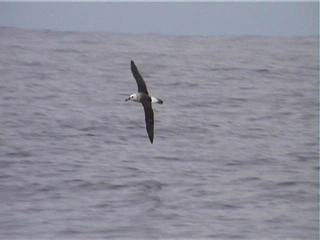 Albatros à sourcils noirs - ML616624653