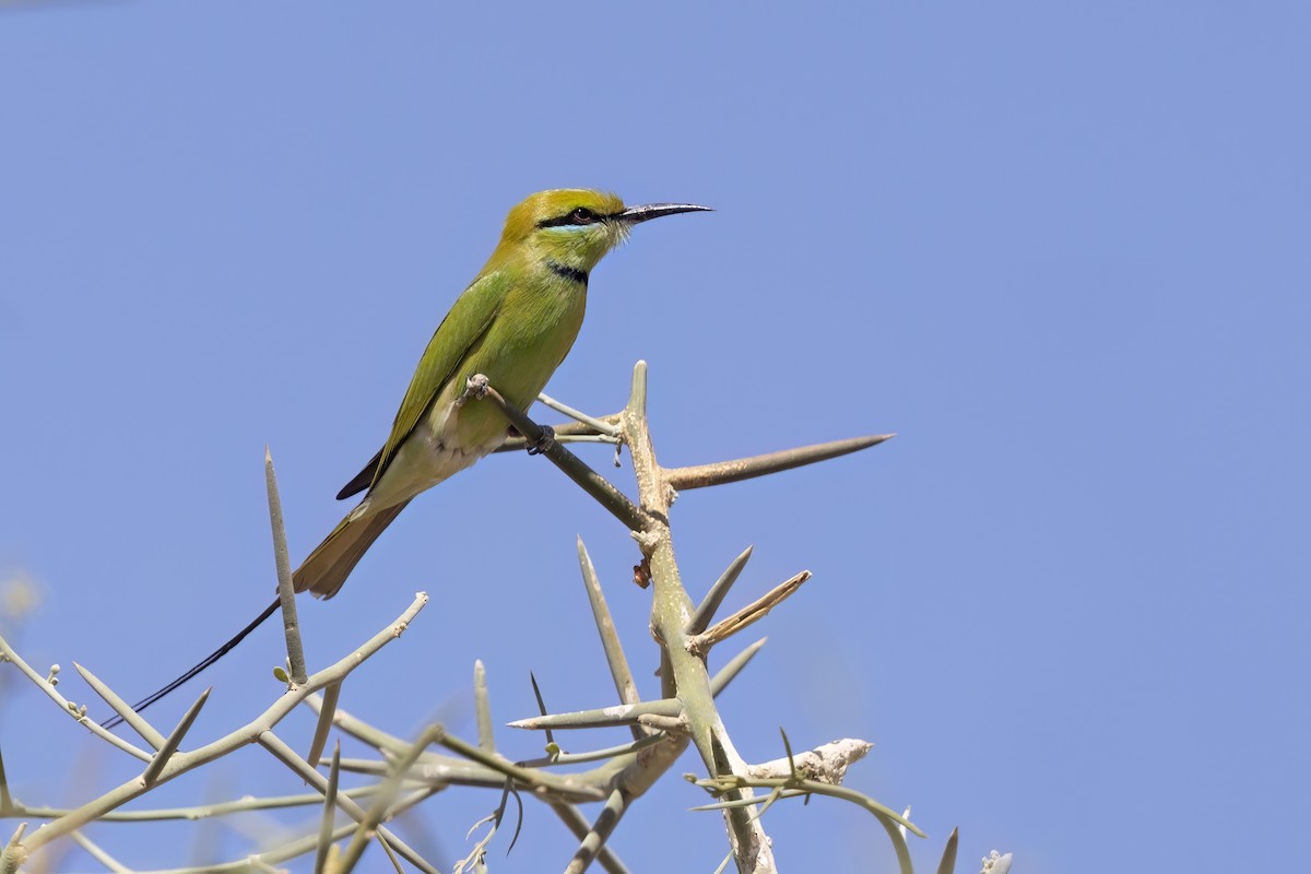 African Green Bee-eater - ML616624655