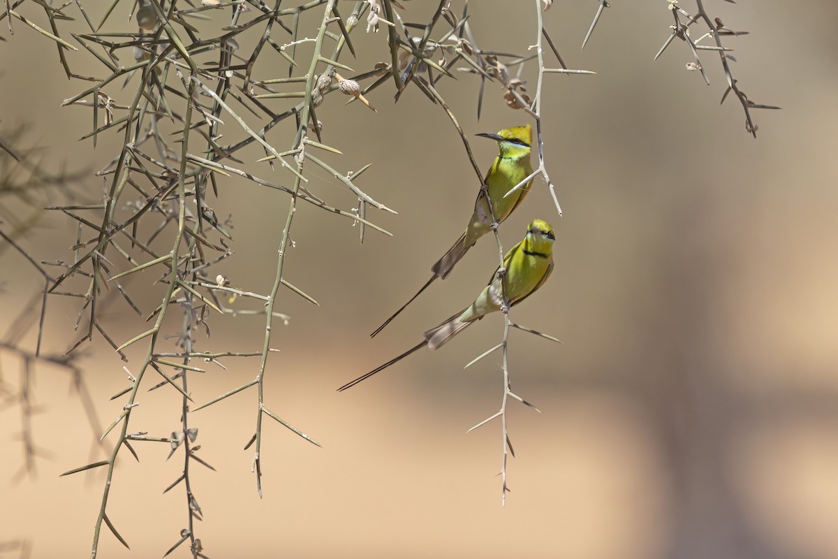 African Green Bee-eater - ML616624656