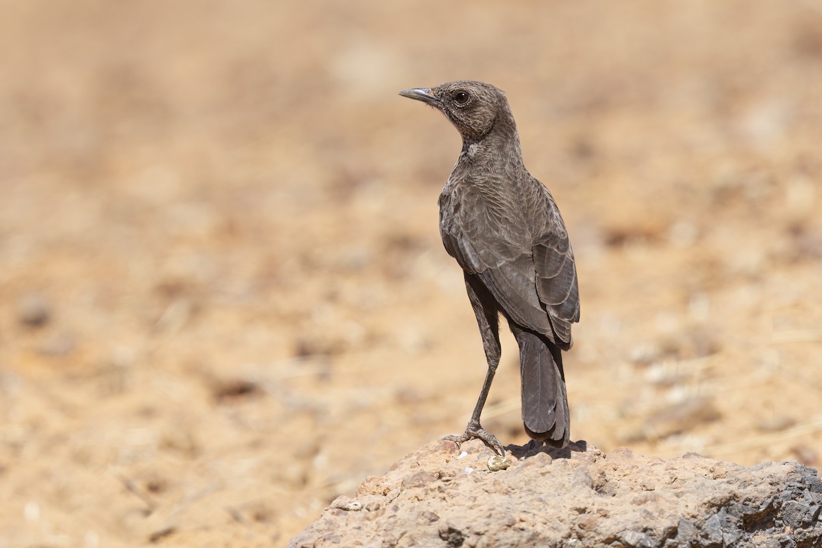 Northern Anteater-Chat - ML616624658