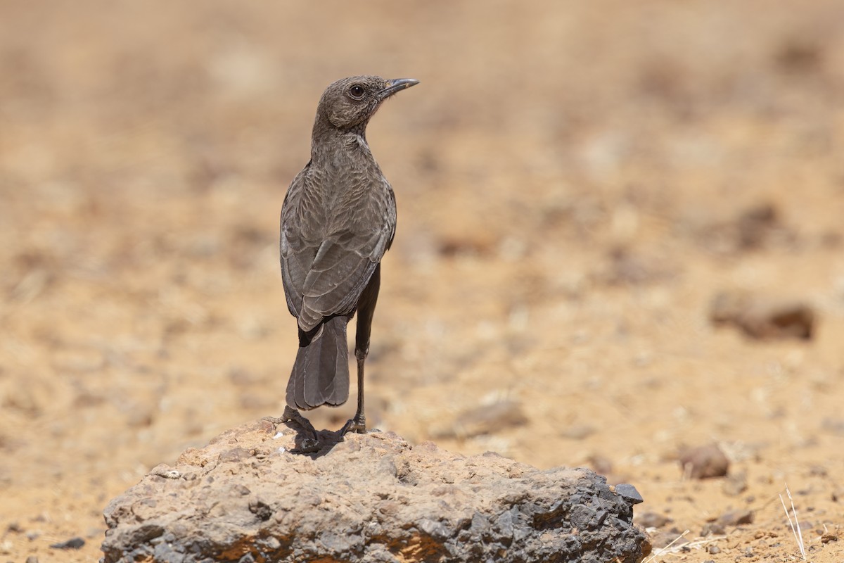 Northern Anteater-Chat - ML616624659