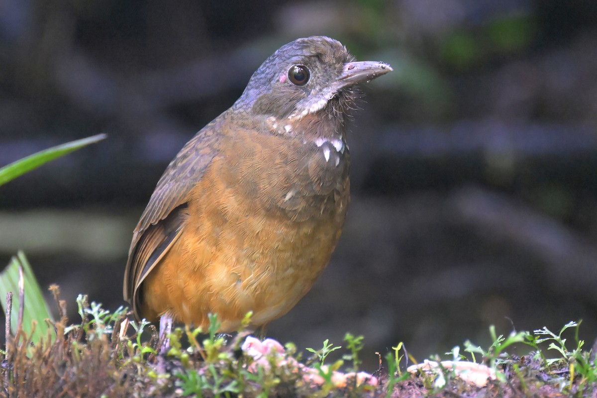 Moustached Antpitta - ML616624739