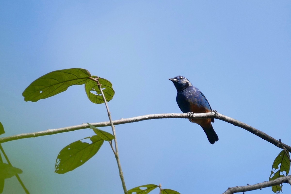 Opal-rumped Tanager - ML616624769