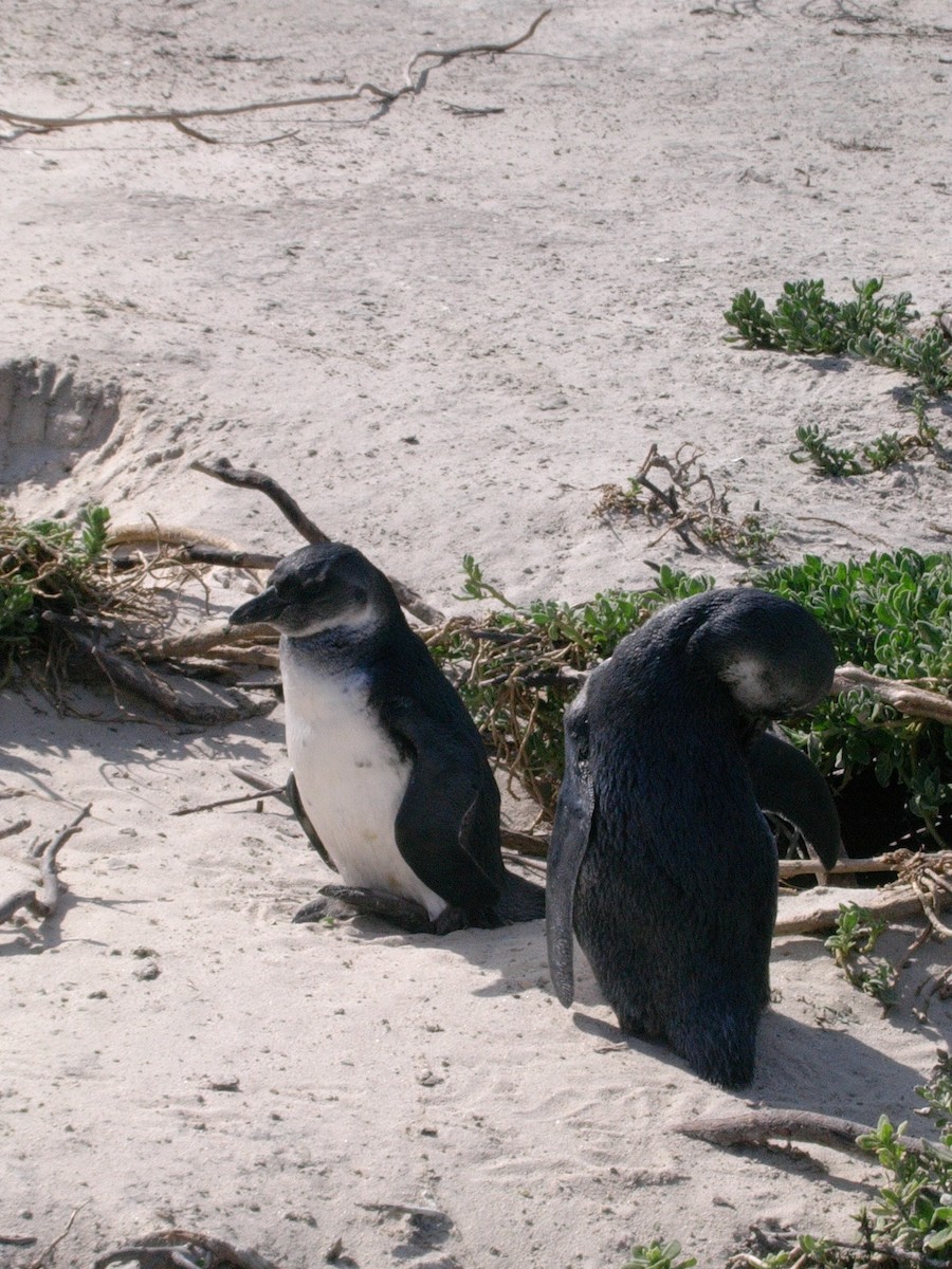 African Penguin - Martin Pitt