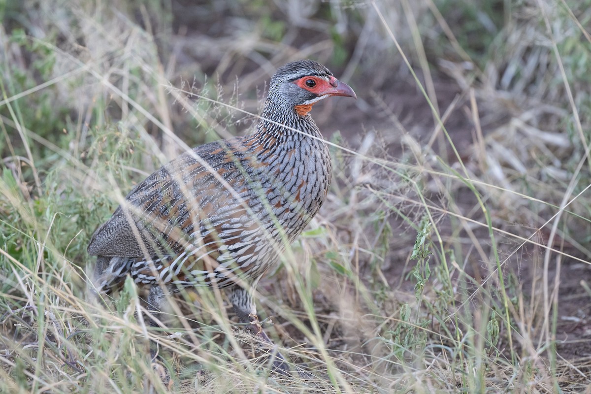 Gray-breasted Spurfowl - ML616624880