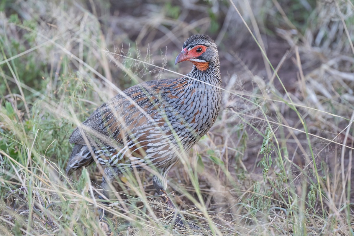 Gray-breasted Spurfowl - ML616624887