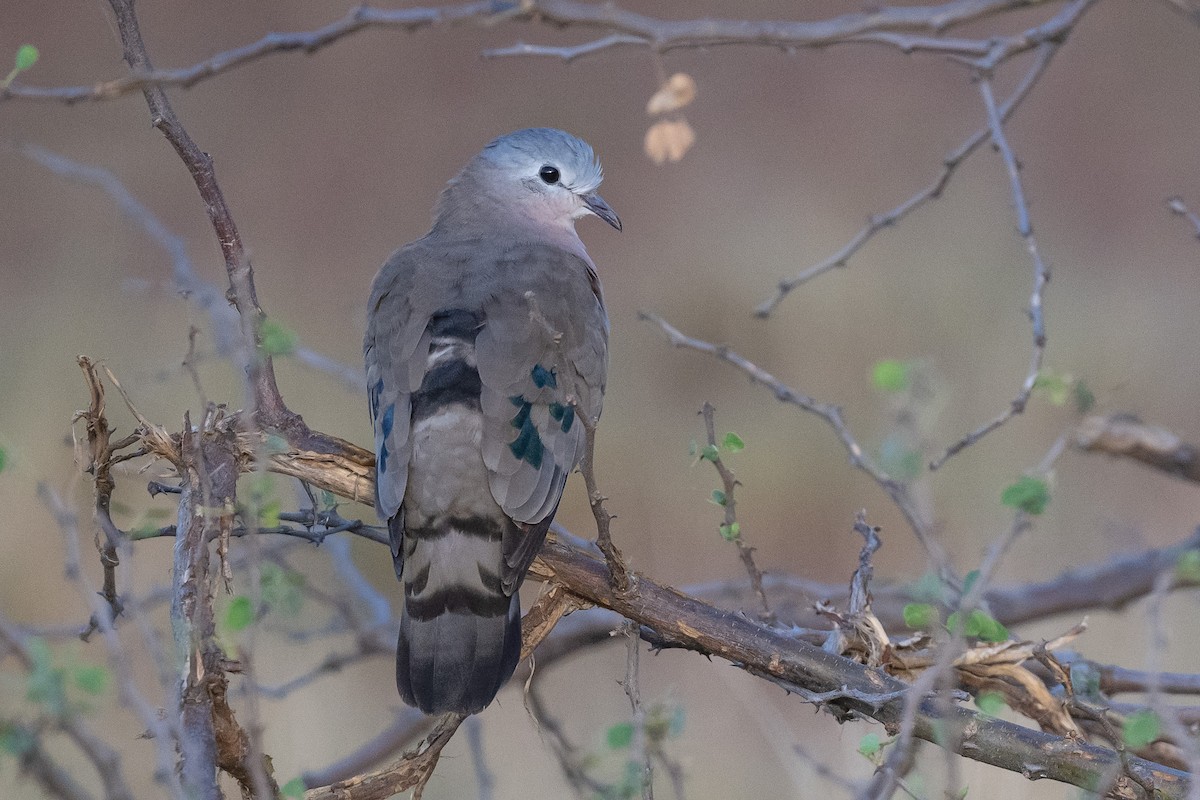 Emerald-spotted Wood-Dove - ML616624899