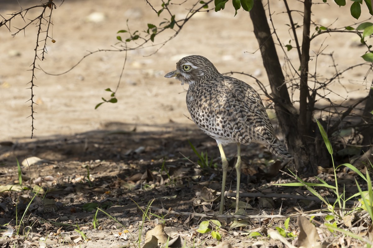 Spotted Thick-knee - ML616624943